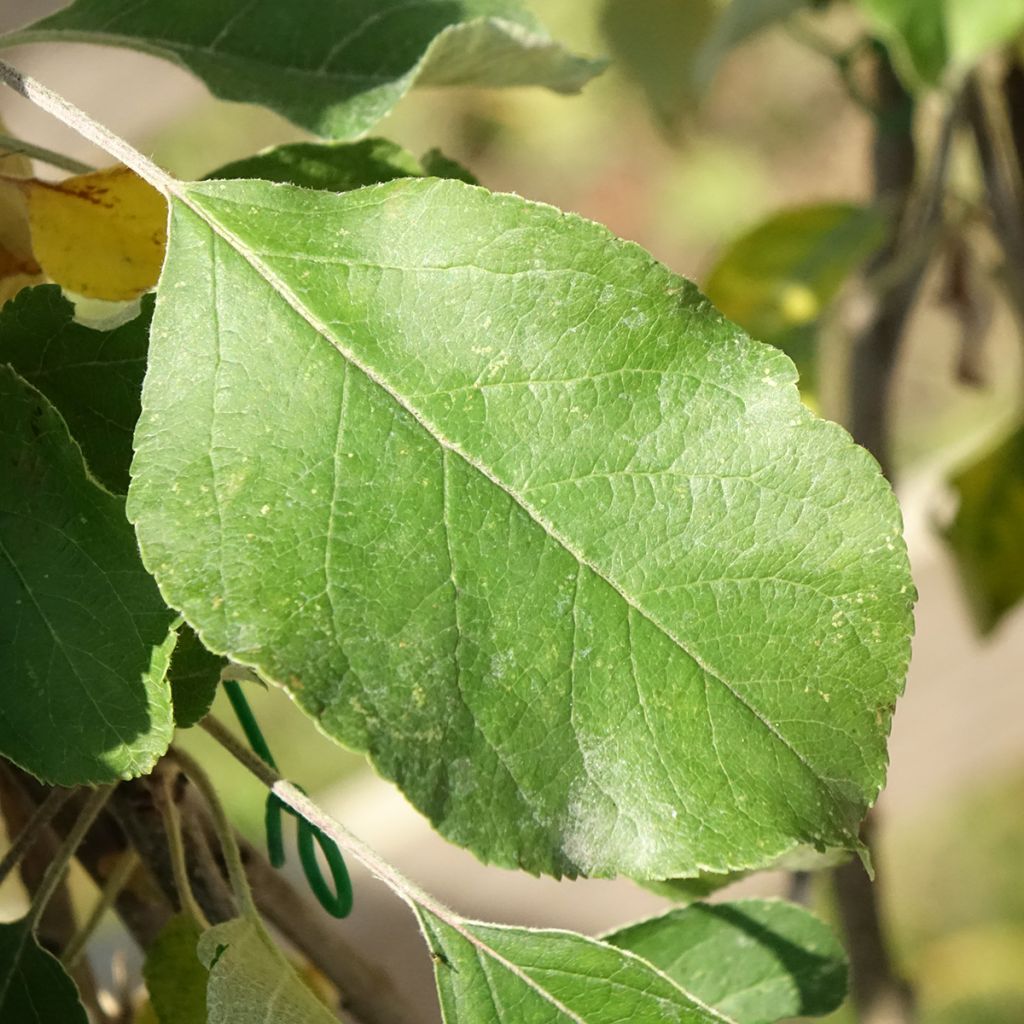 Appelboom Cybèle - Georges Delbard