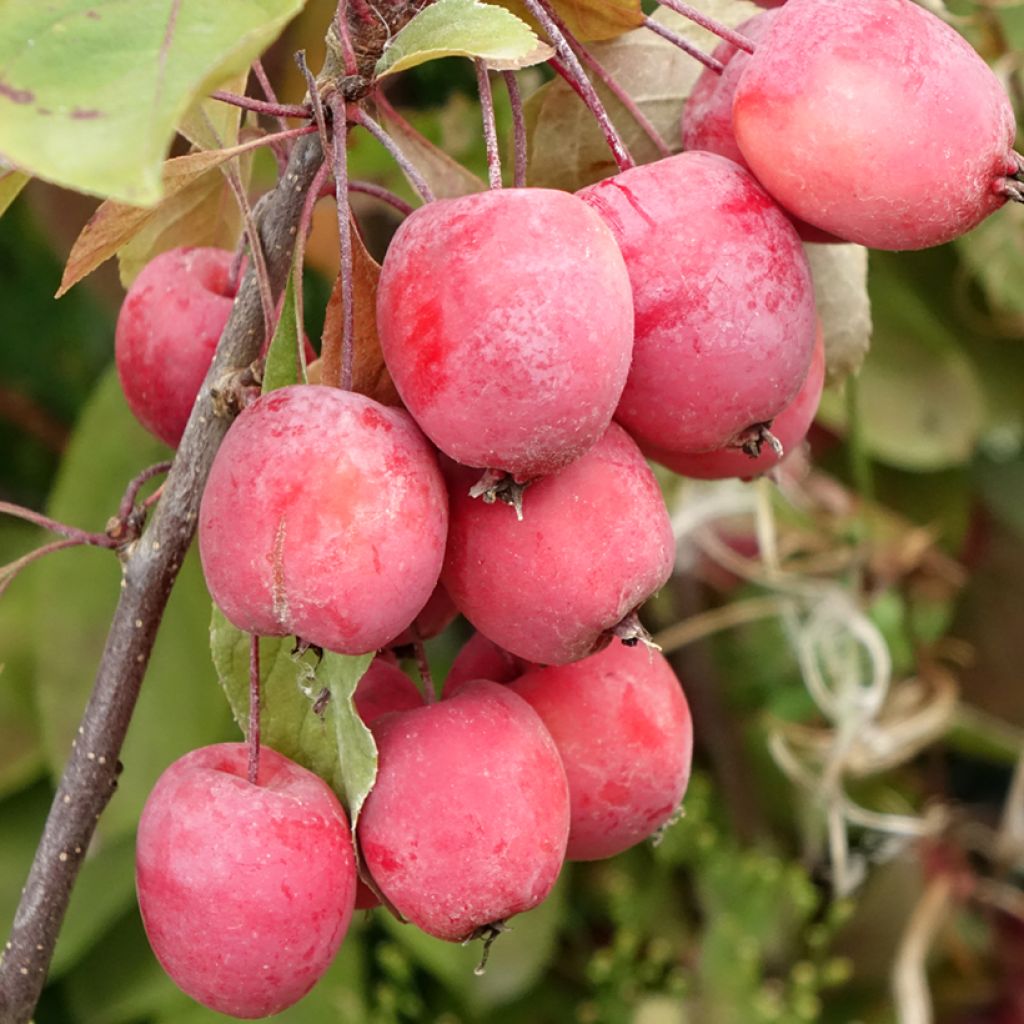 Malus Eleyi