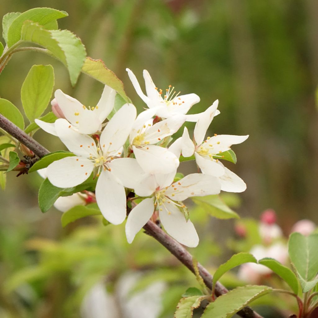 Malus toringo Brouwers Beauty - Macieira ornamental