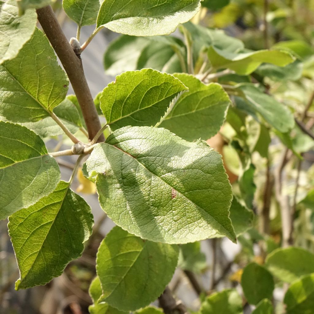 Macieira Double Belle Fleur - Malus domestica