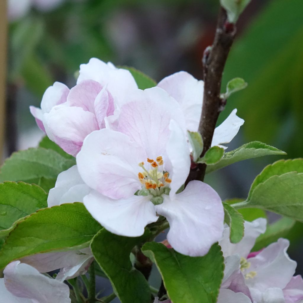Macieira Elstar - Malus domestica