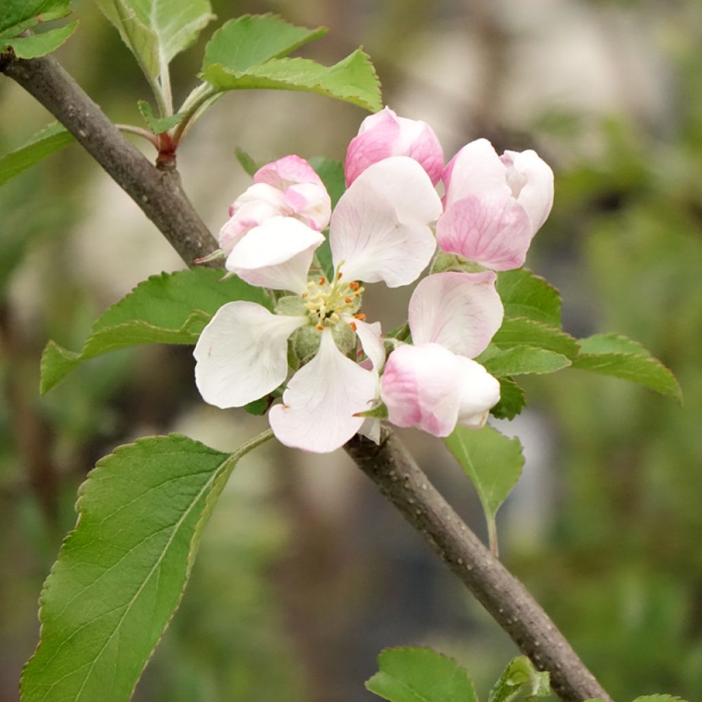 Macieira Gala - Malus domestica