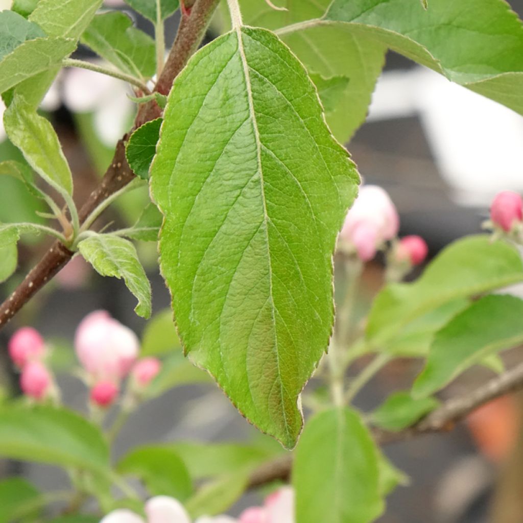 Macieira Gala - Malus domestica