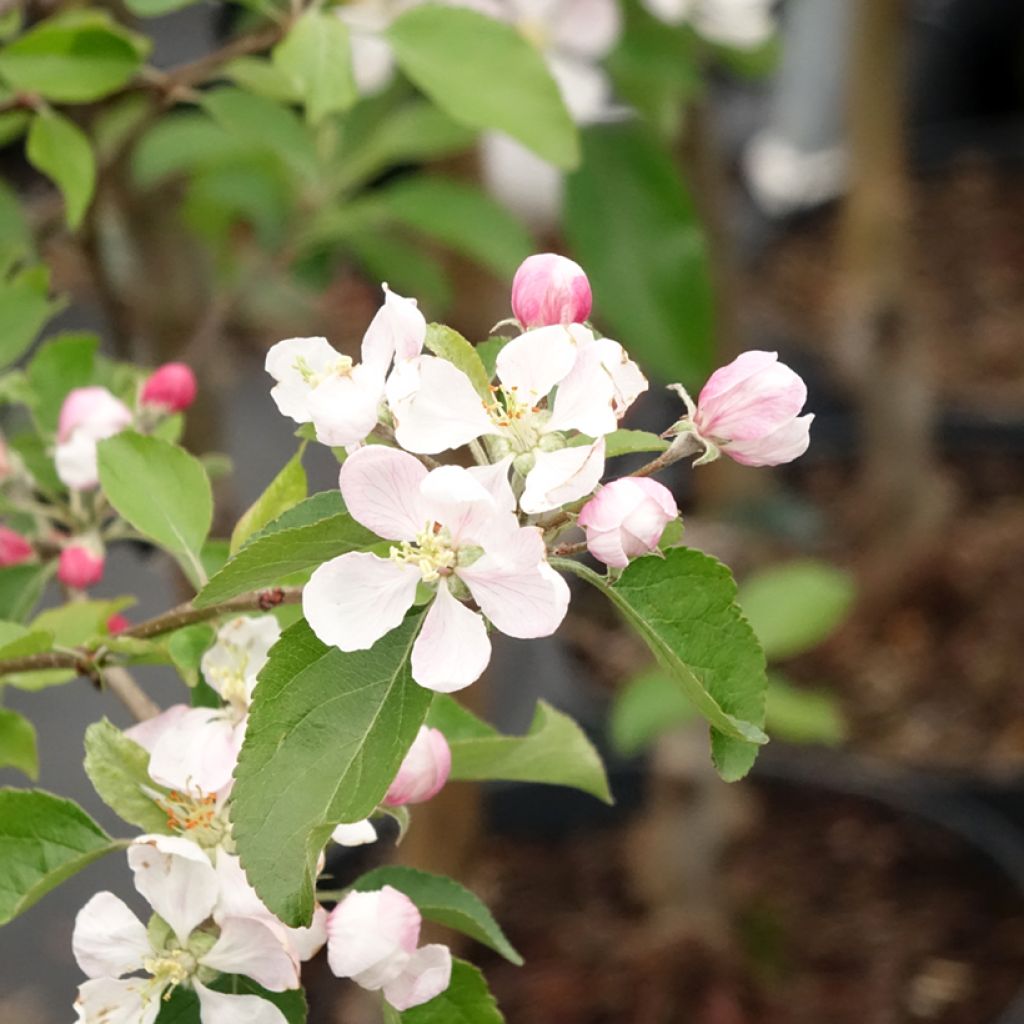 Macieira Gala - Malus domestica
