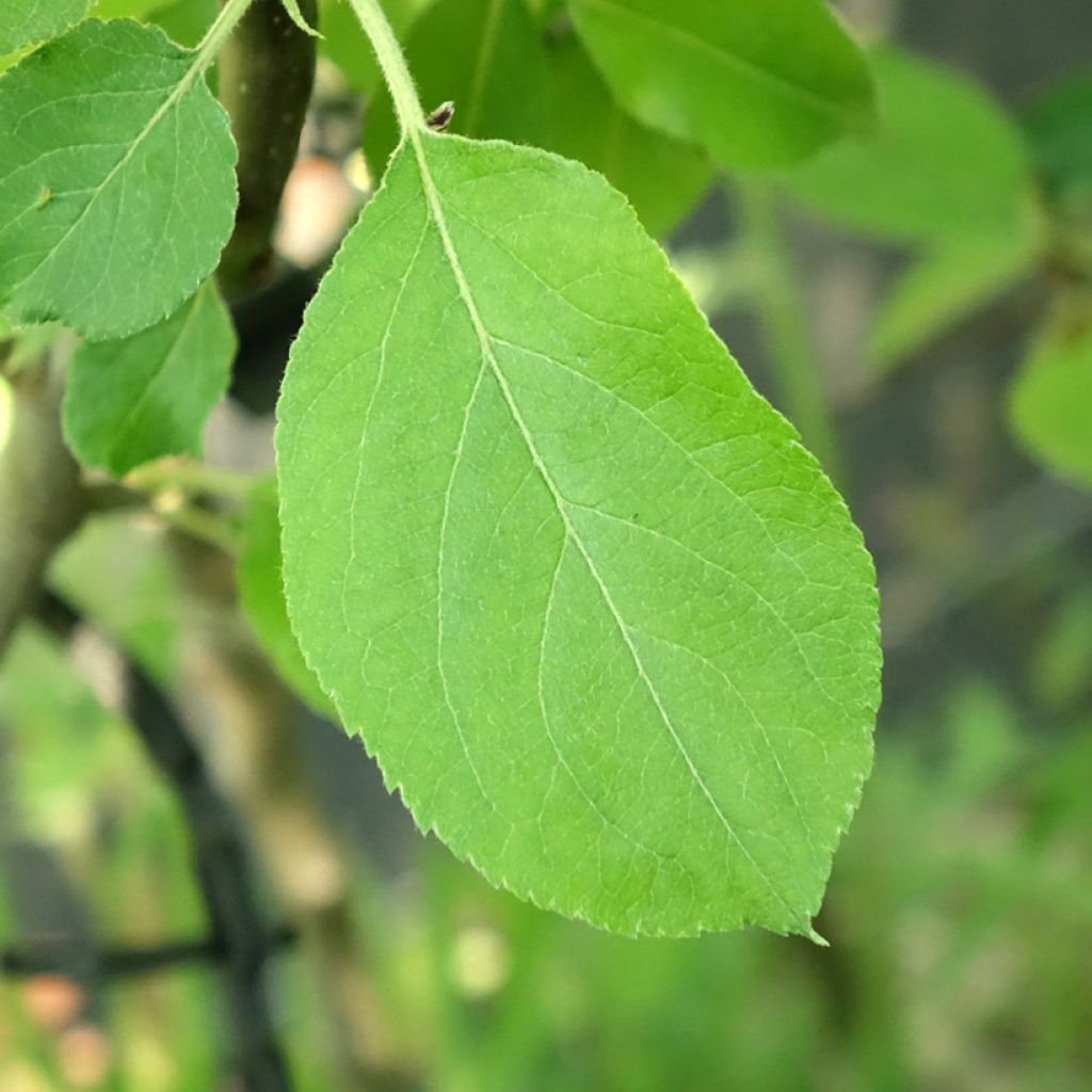 Macieira Jacques Lebel - Malus domestica