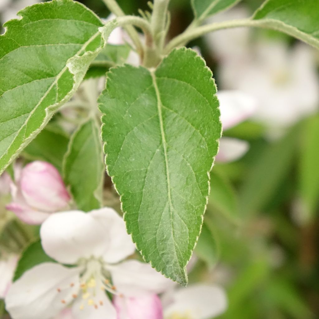 Macieira Karneval - Malus domestica