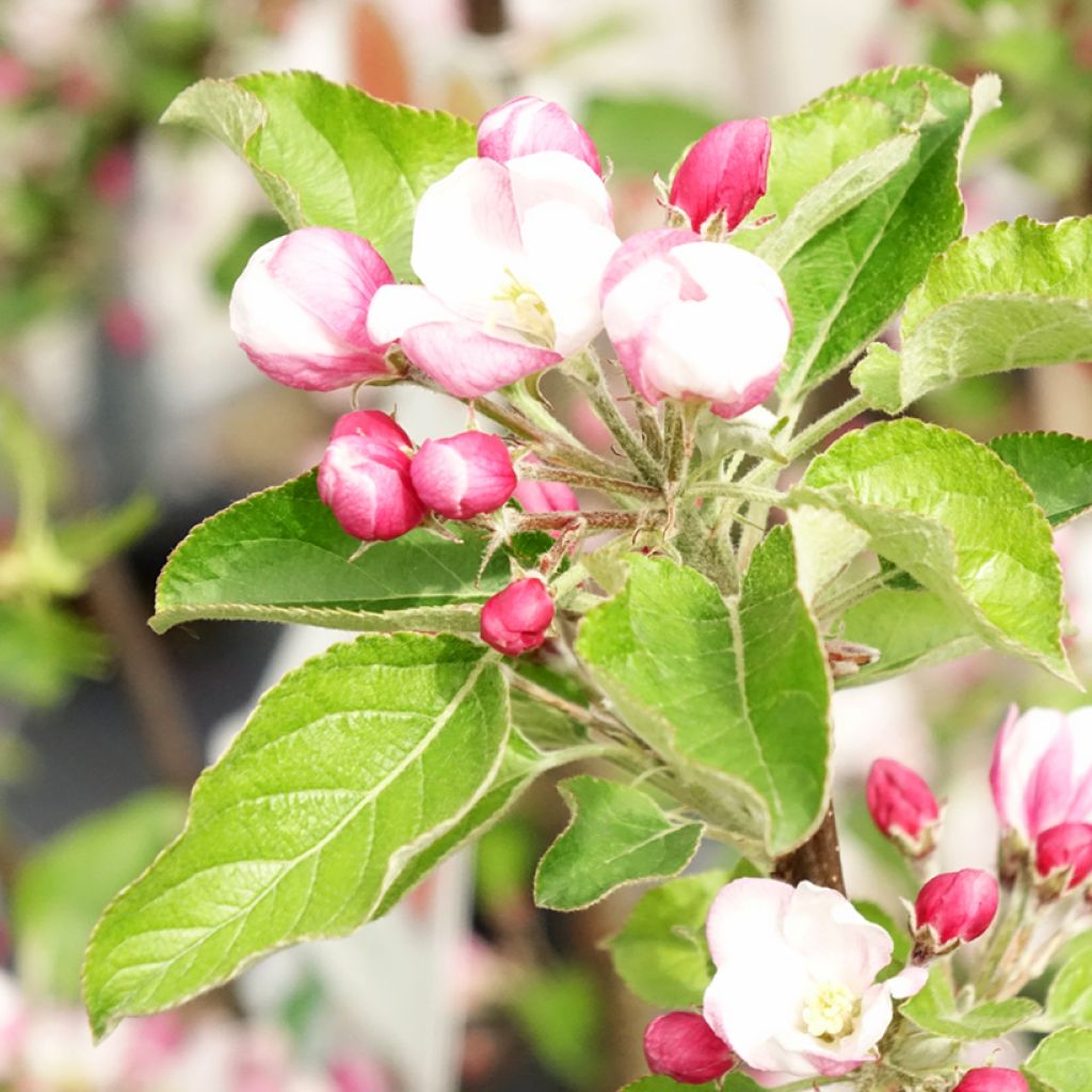 Macieira Braeburn - Malus domestica