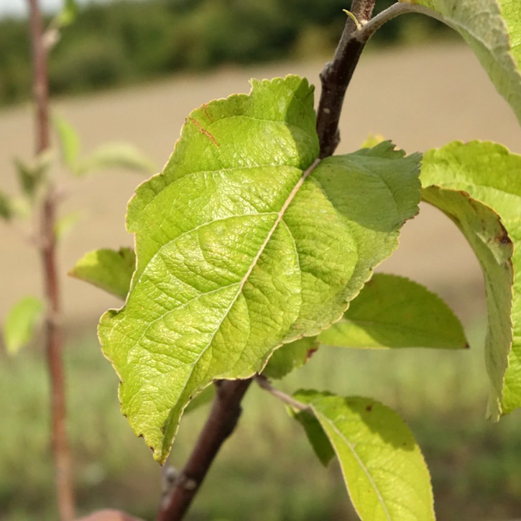 Macieira Braeburn - Malus domestica