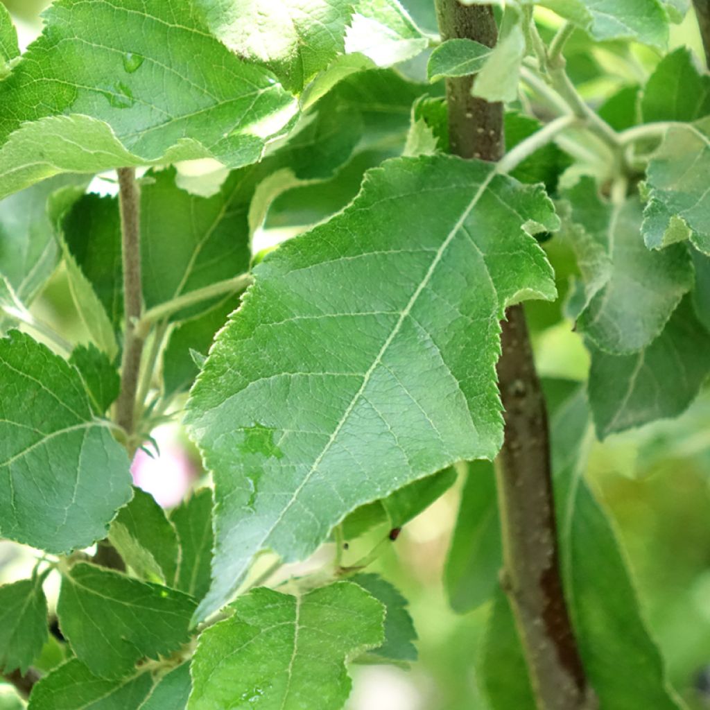 Macieira Melrose - Malus domestica