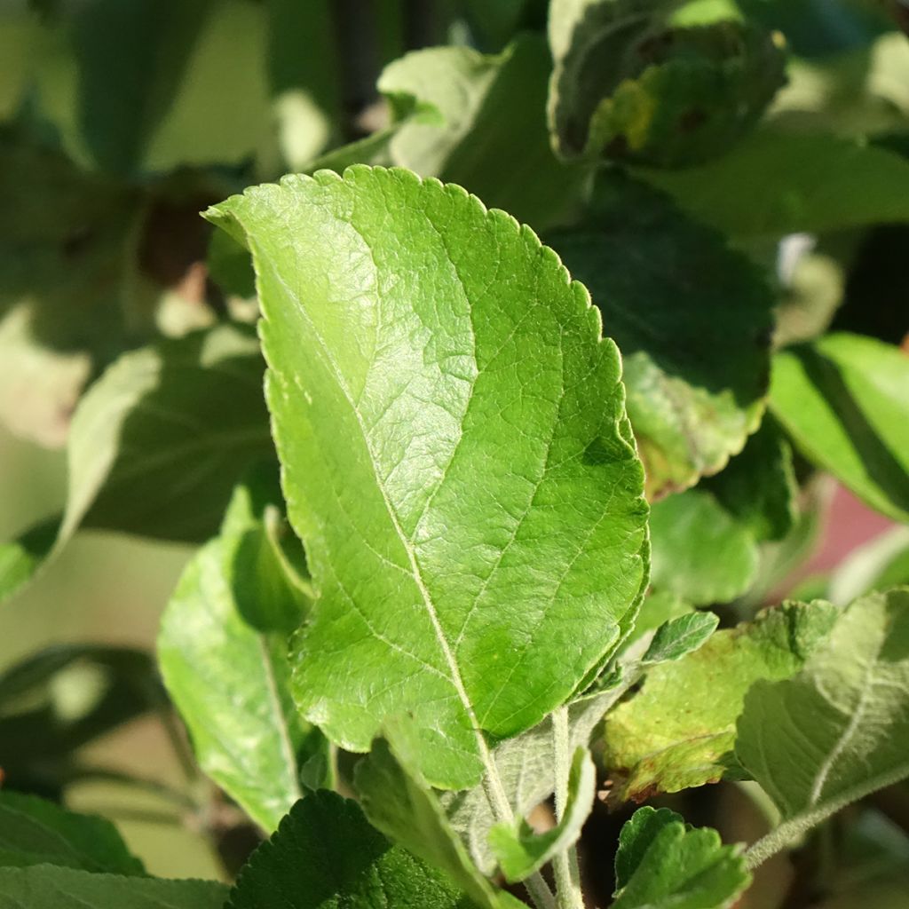 Macieira anã Delicado - Malus domestica