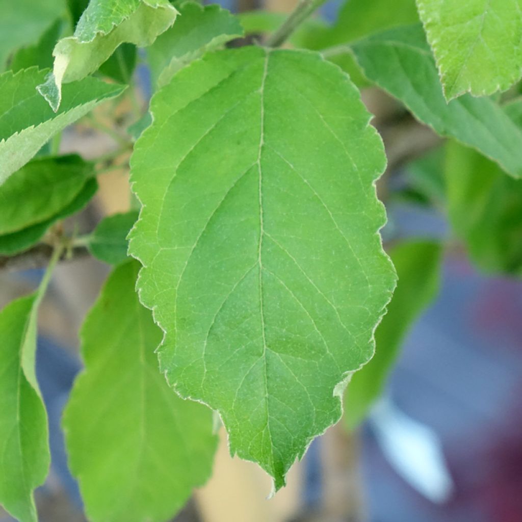 Macieira Reinette Branca do Canadá - Malus domestica