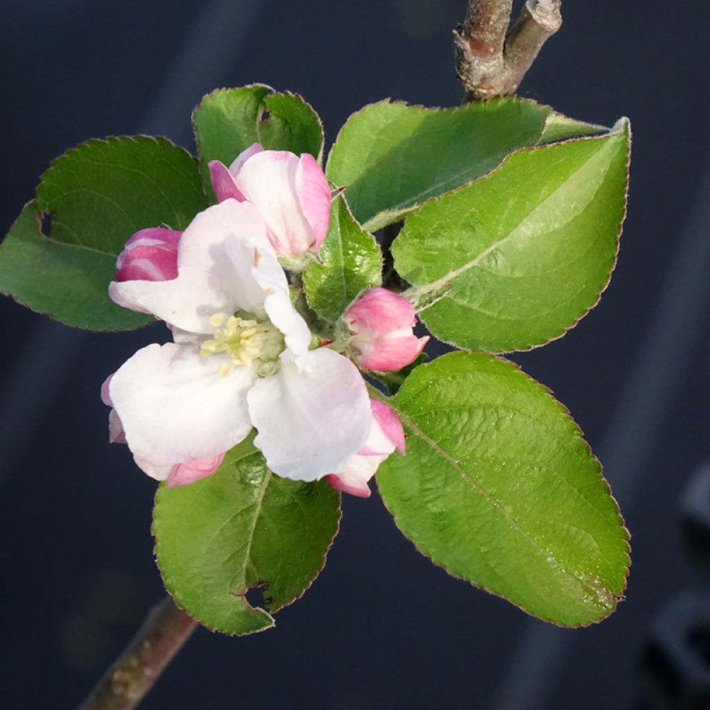 Pommier Reinette Blanche du Canada