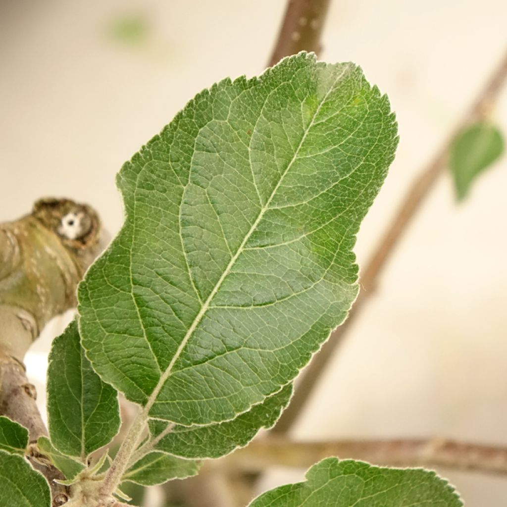 Macieira Reinette Branca do Canadá - Malus domestica