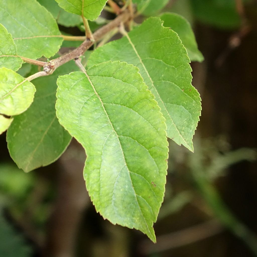 Macieira Delbardivine Georges Delbard - Malus domestica