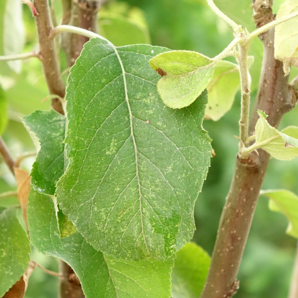 Macieira Starking Delicious - Malus domestica