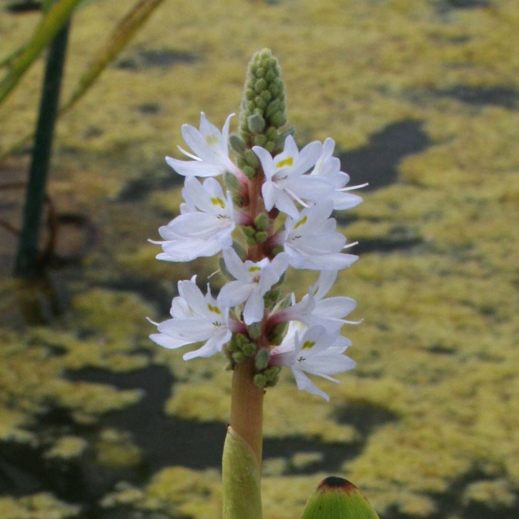 Pontederia cordata White Pike - Pontédérie à feuilles en coeur
