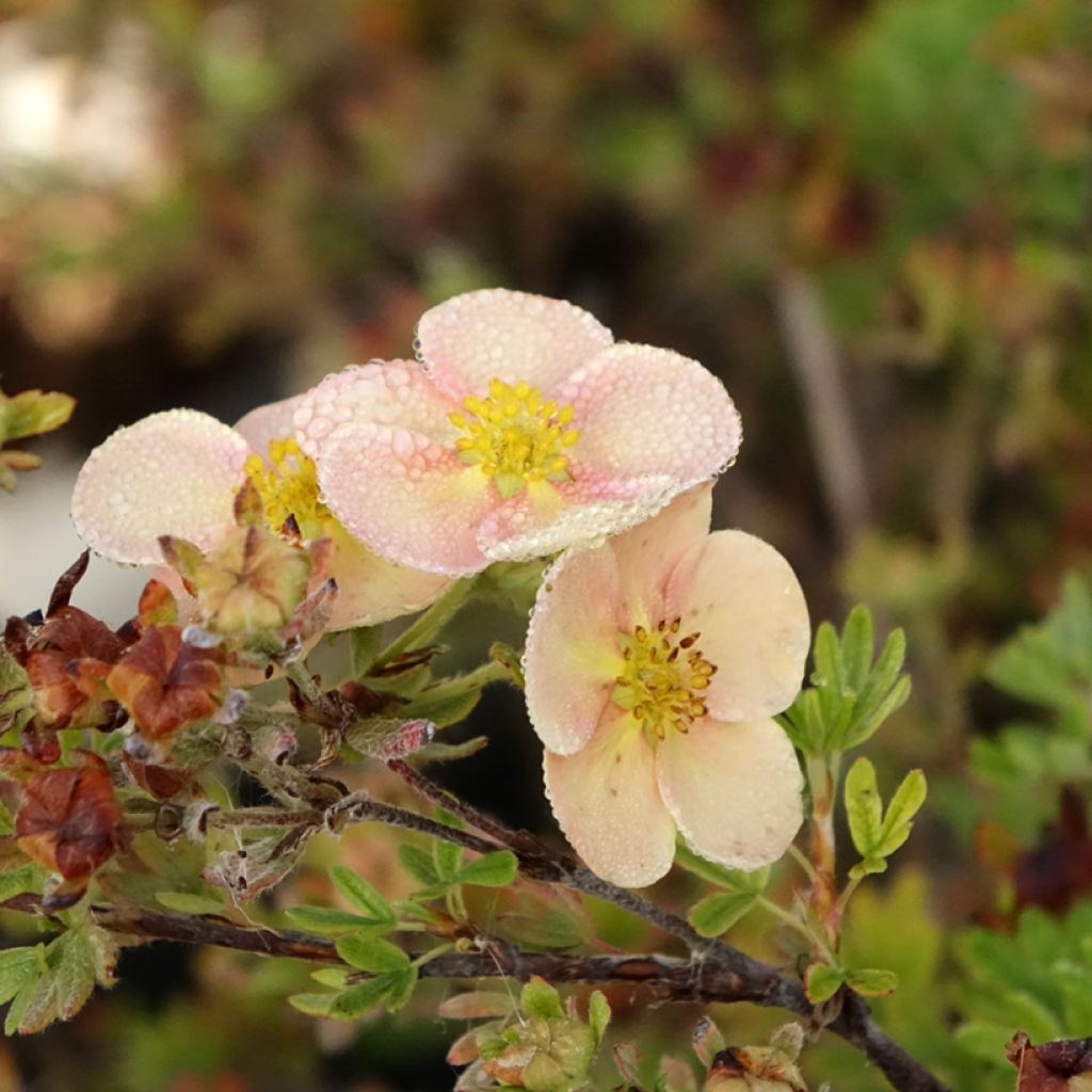 Potentilla fruticosa Glamour Girl