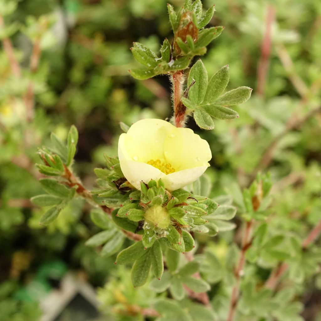 Potentilla fruticosa Primrose Beauty