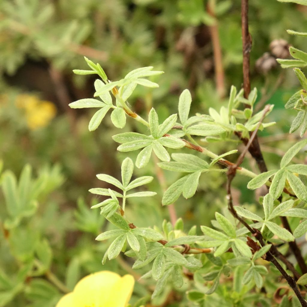 Potentilla fruticosa Tangerine