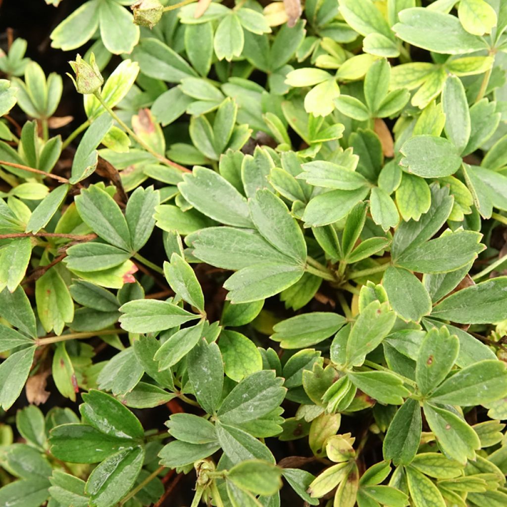 Potentilla tridentata Nuuk