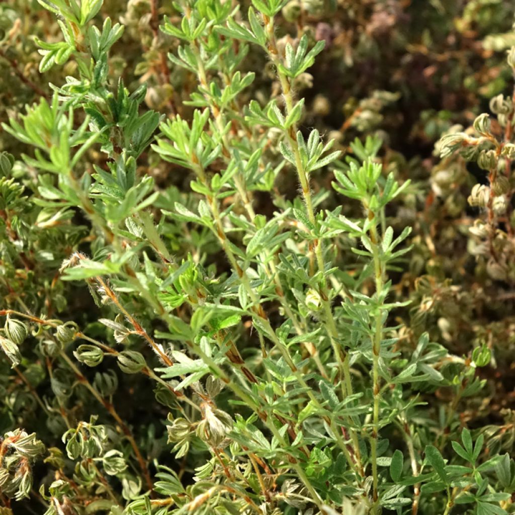 Potentilla fruticosa Bella Lindsey