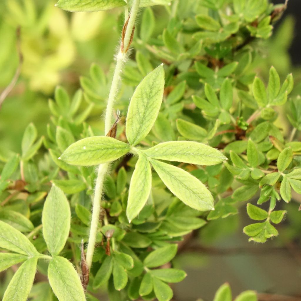 Potentilla fruticosa Elisabeth