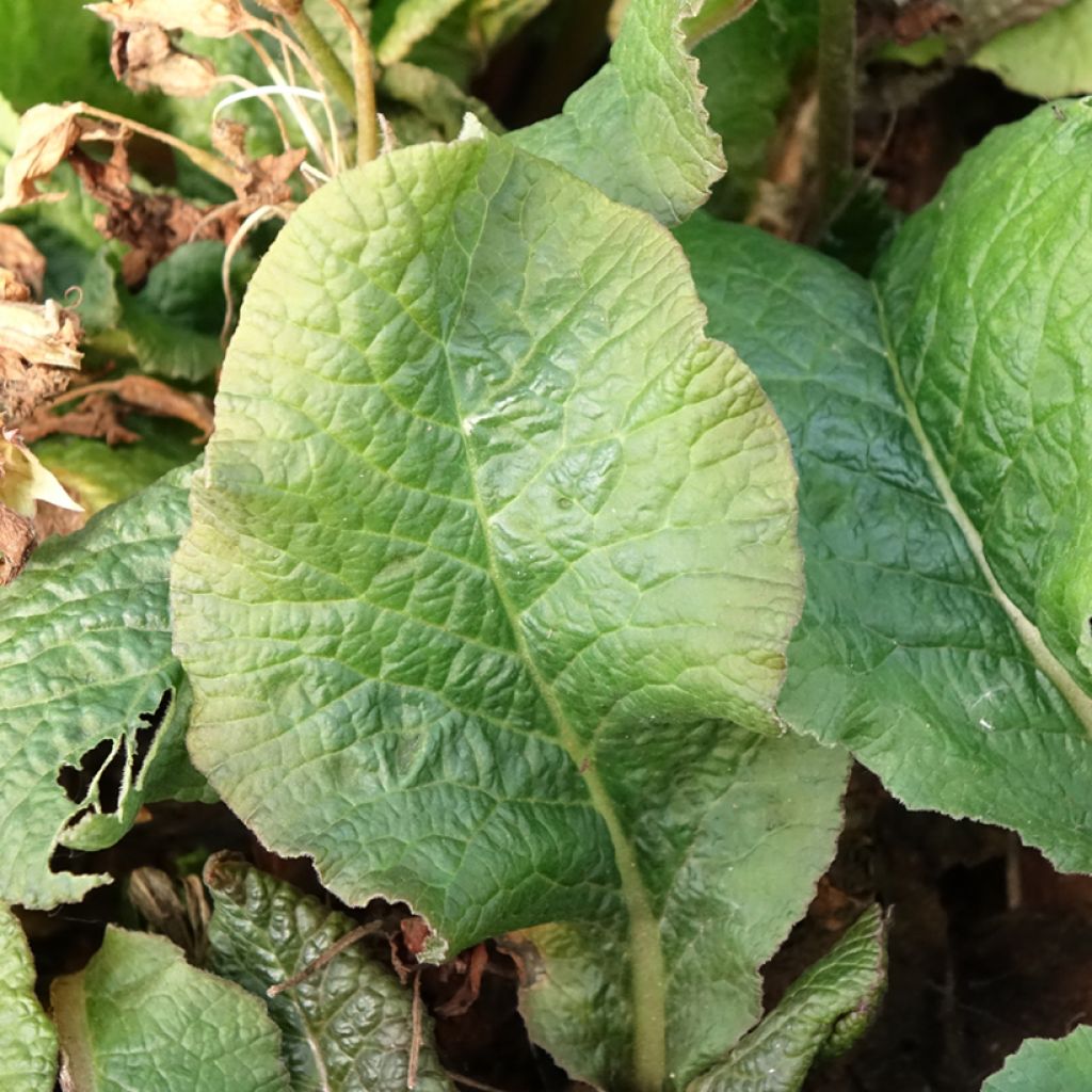 Primavera Veristar Yellow Gold