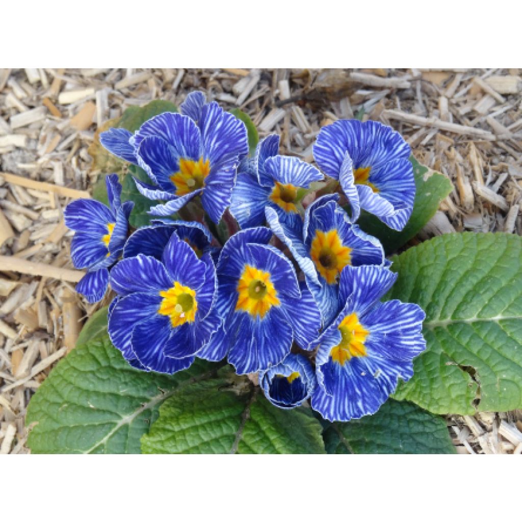 Primevère - Primula polyantha Tie Dye 