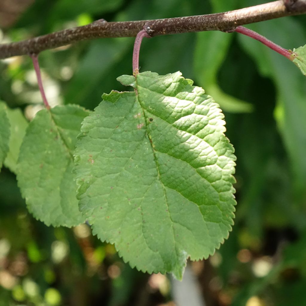 Ameixeira Duo Opal e Victoria - Prunus domestica