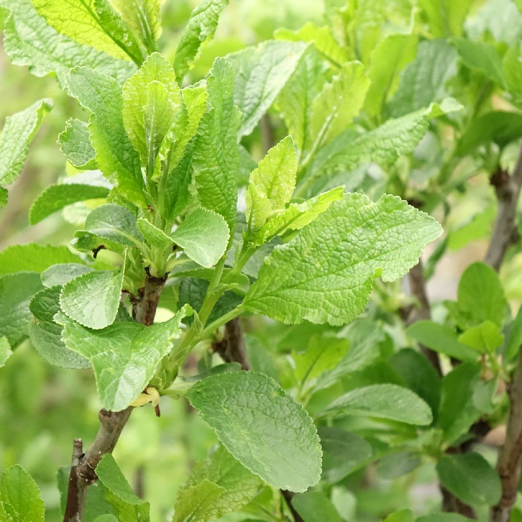 Ameixeira Queen Victoria - Prunus domestica