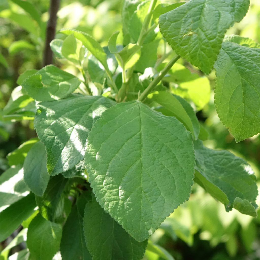 Ameixeira Reine Claude de Bavay - Prunus domestica