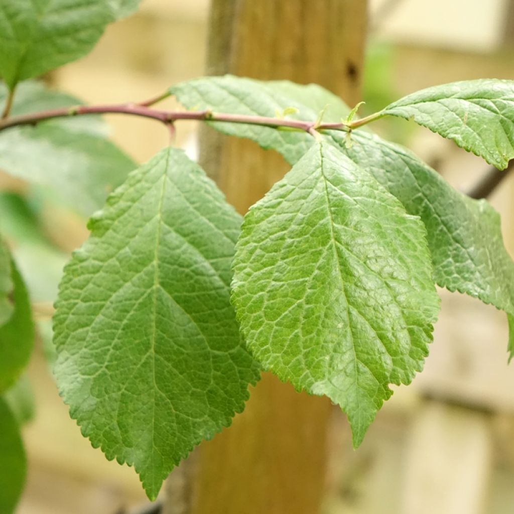 Ameixeira Reine Cláudia - Prunus domestica