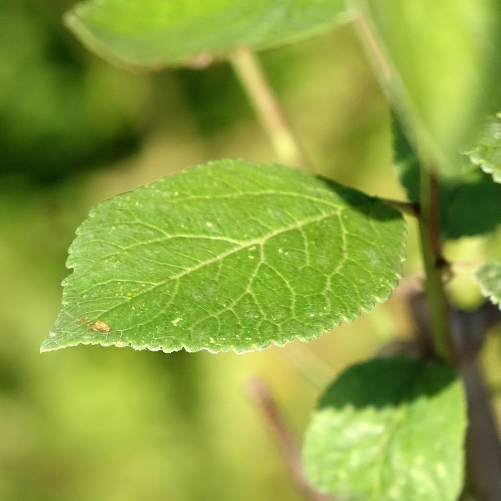 Ameixeira Reinegold - Prunus domestica