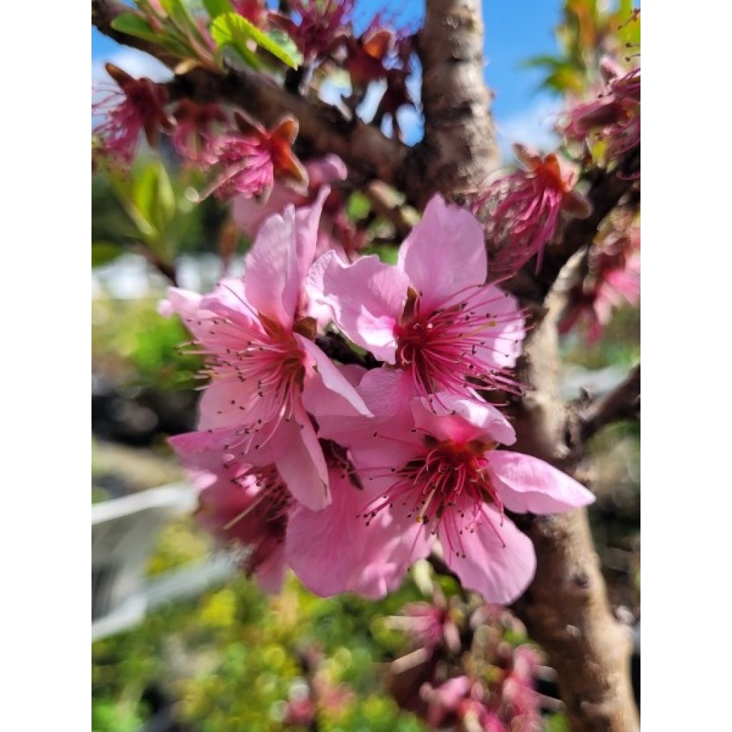 Dwergnectarine Snow Baby