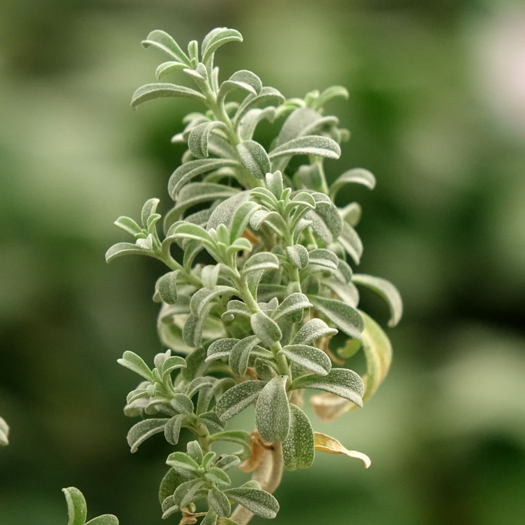 Ptilotrichum spinosum Rubrum