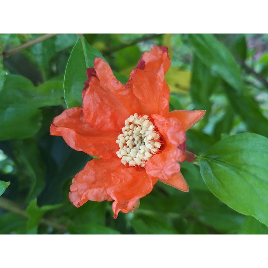 Punica granatum Nana - Grenadier nain