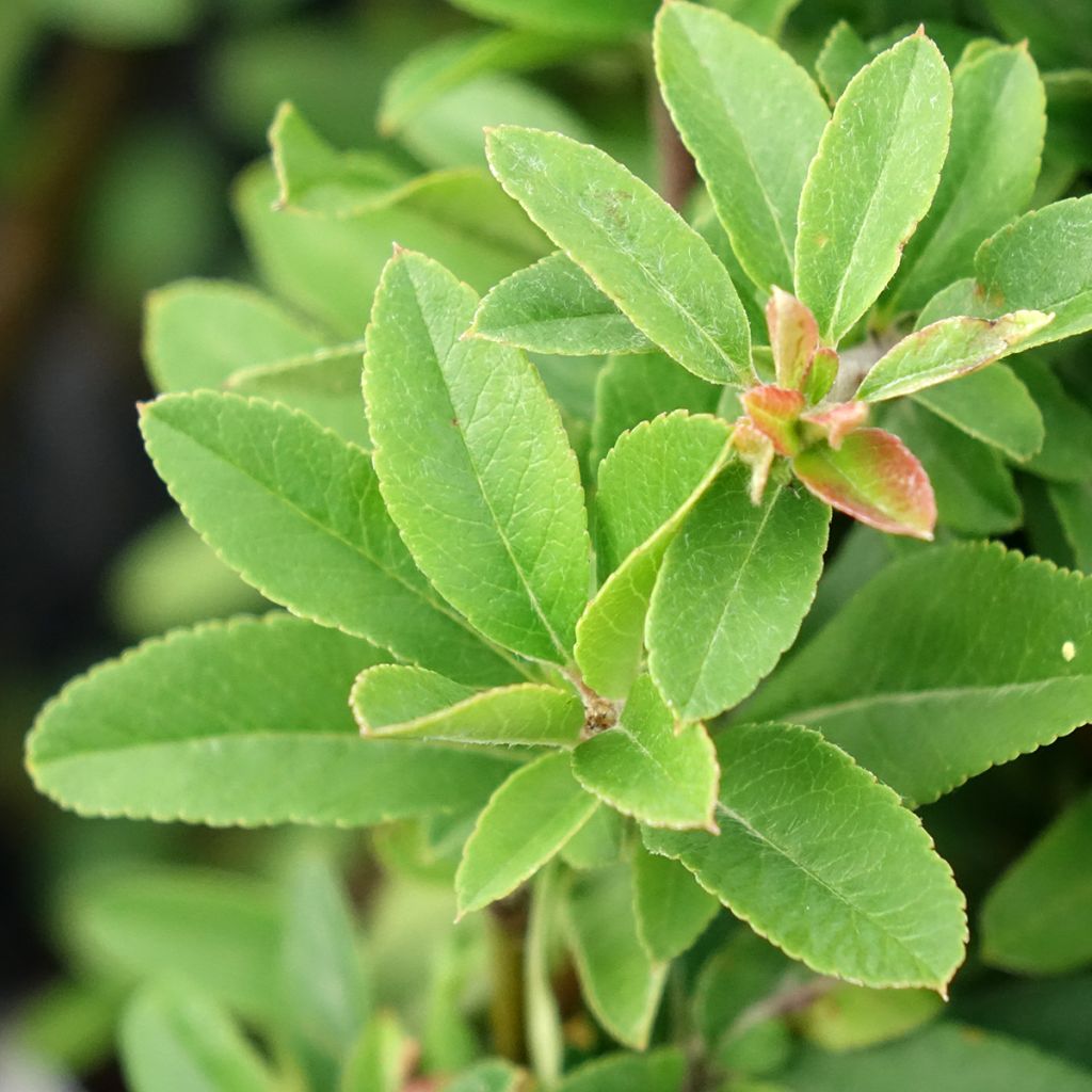 Piracanta coccinea Orange Star