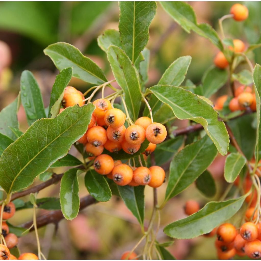 Pyracantha Soleil d'or - Buisson ardent