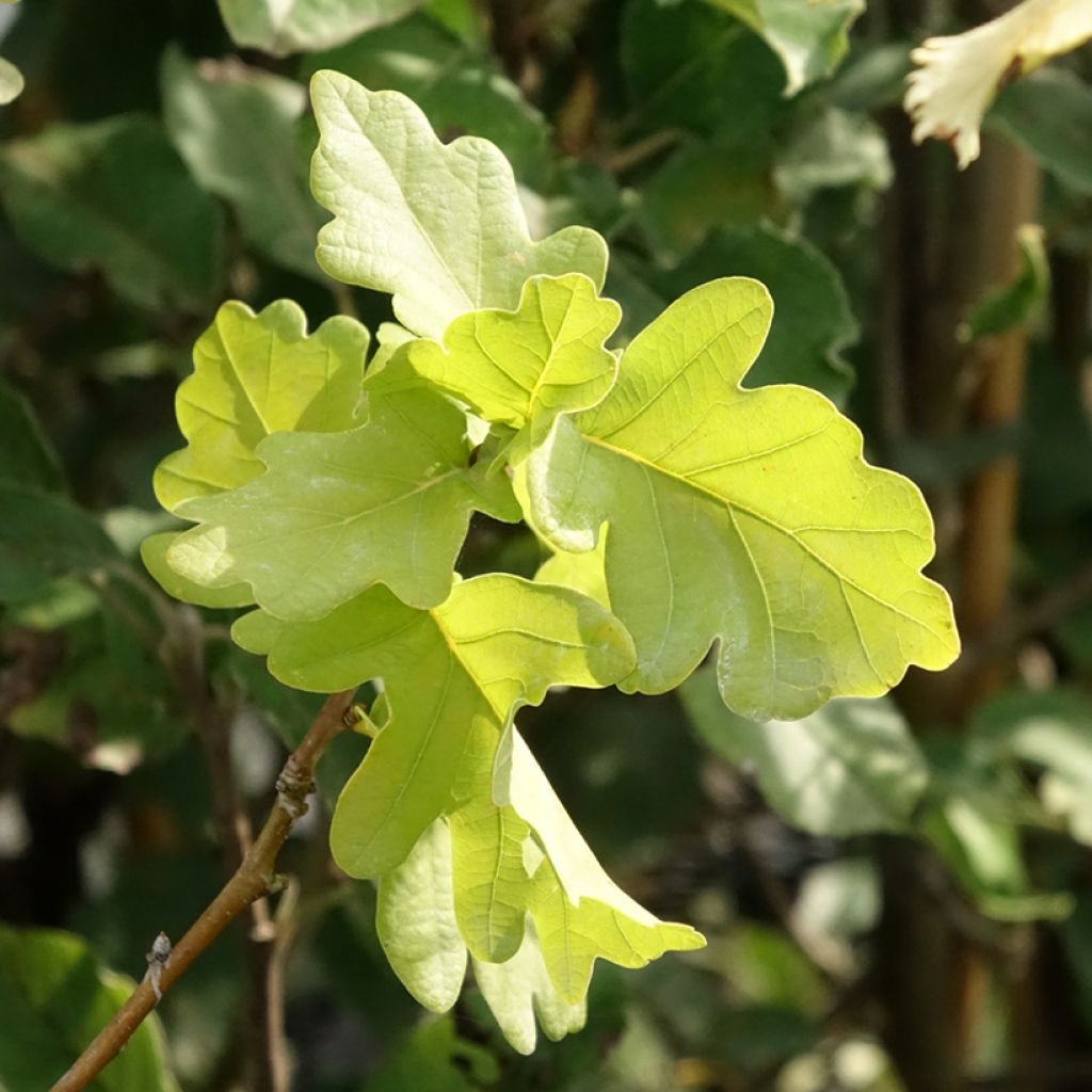 Carvalho-alvarinho Facrist - Quercus robur