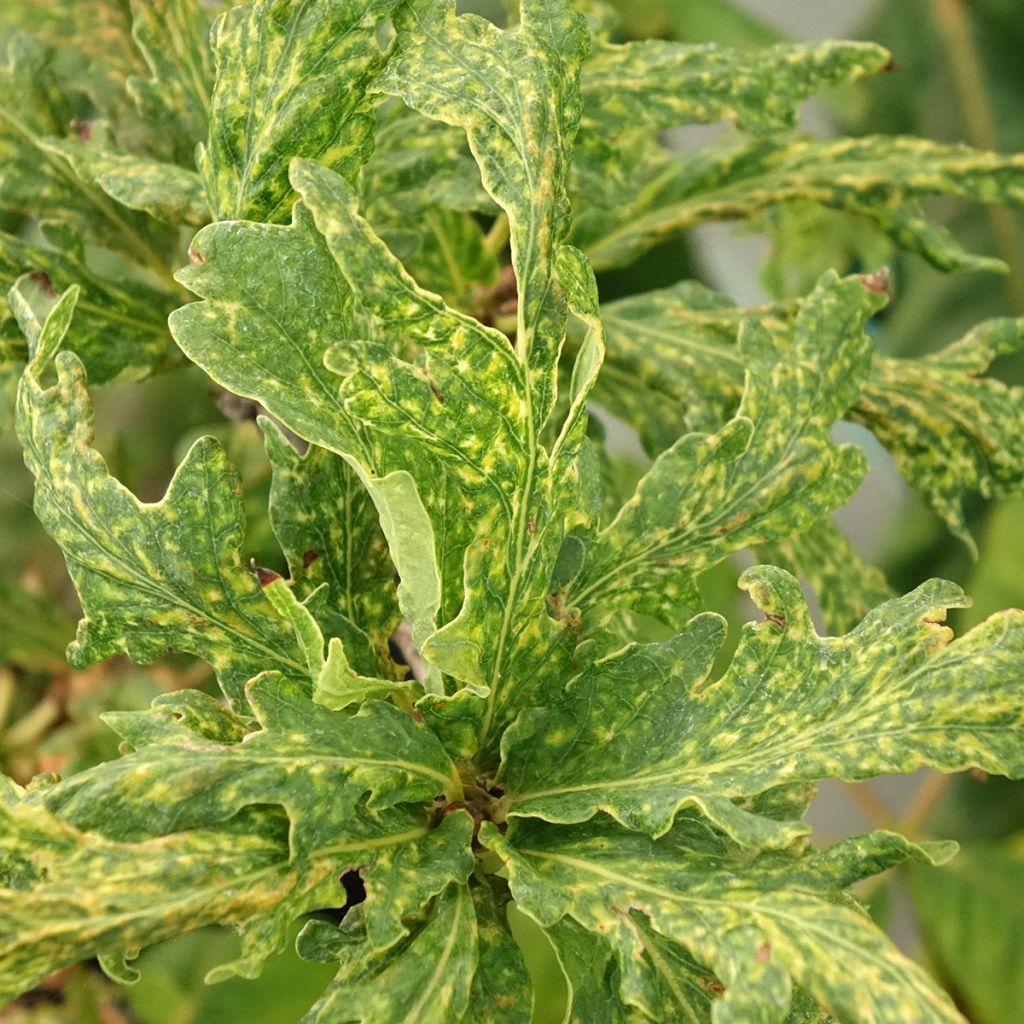 Carvalho-alvarinho Salfast - Quercus robur