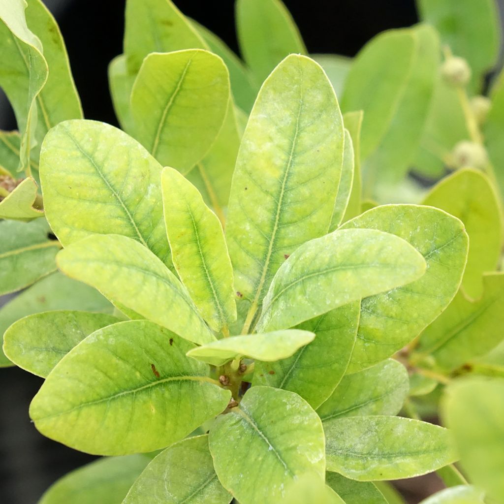 Carvalho-alvarinho Salicifolia - Quercus robur