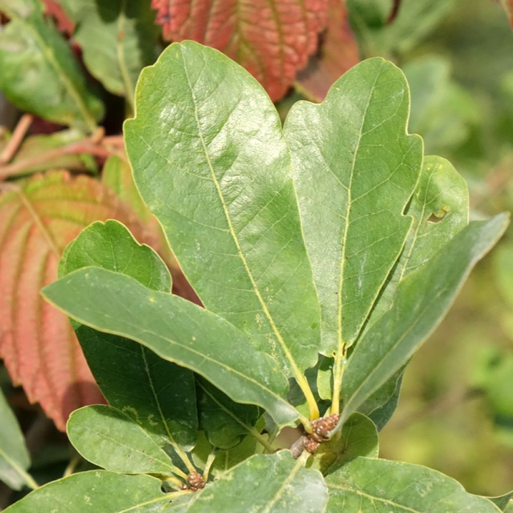Carvalho-alvarinho Strypemonde - Quercus robur