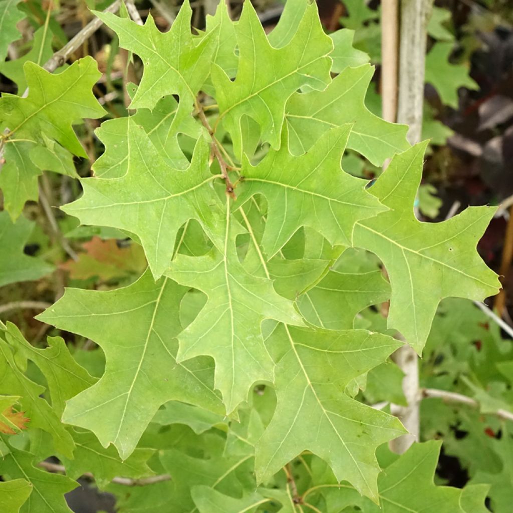 Carvalho-do-texas New Madrid - Quercus texana