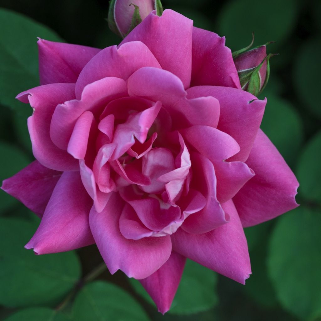Rosa Pink Double Knock Out - Bodembedekkende roos