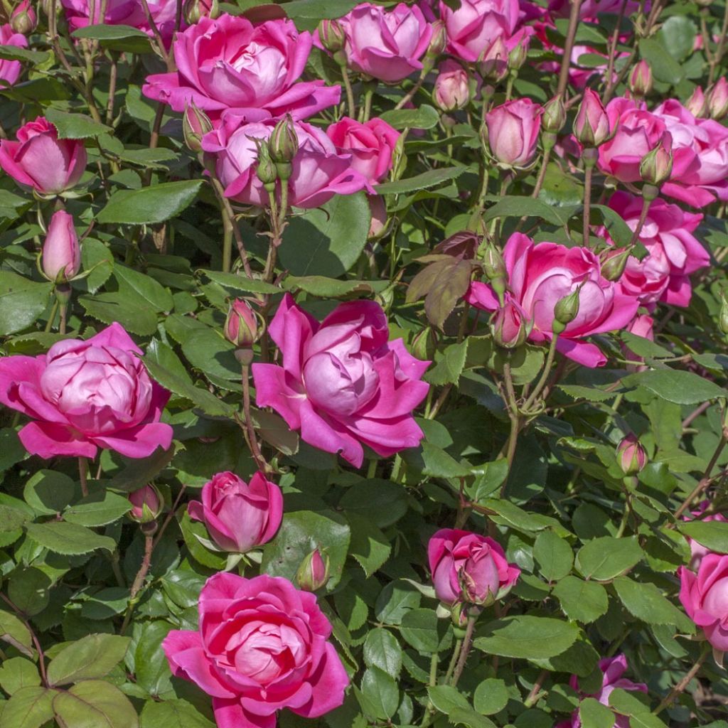 Rosa Pink Double Knock Out - Bodembedekkende roos
