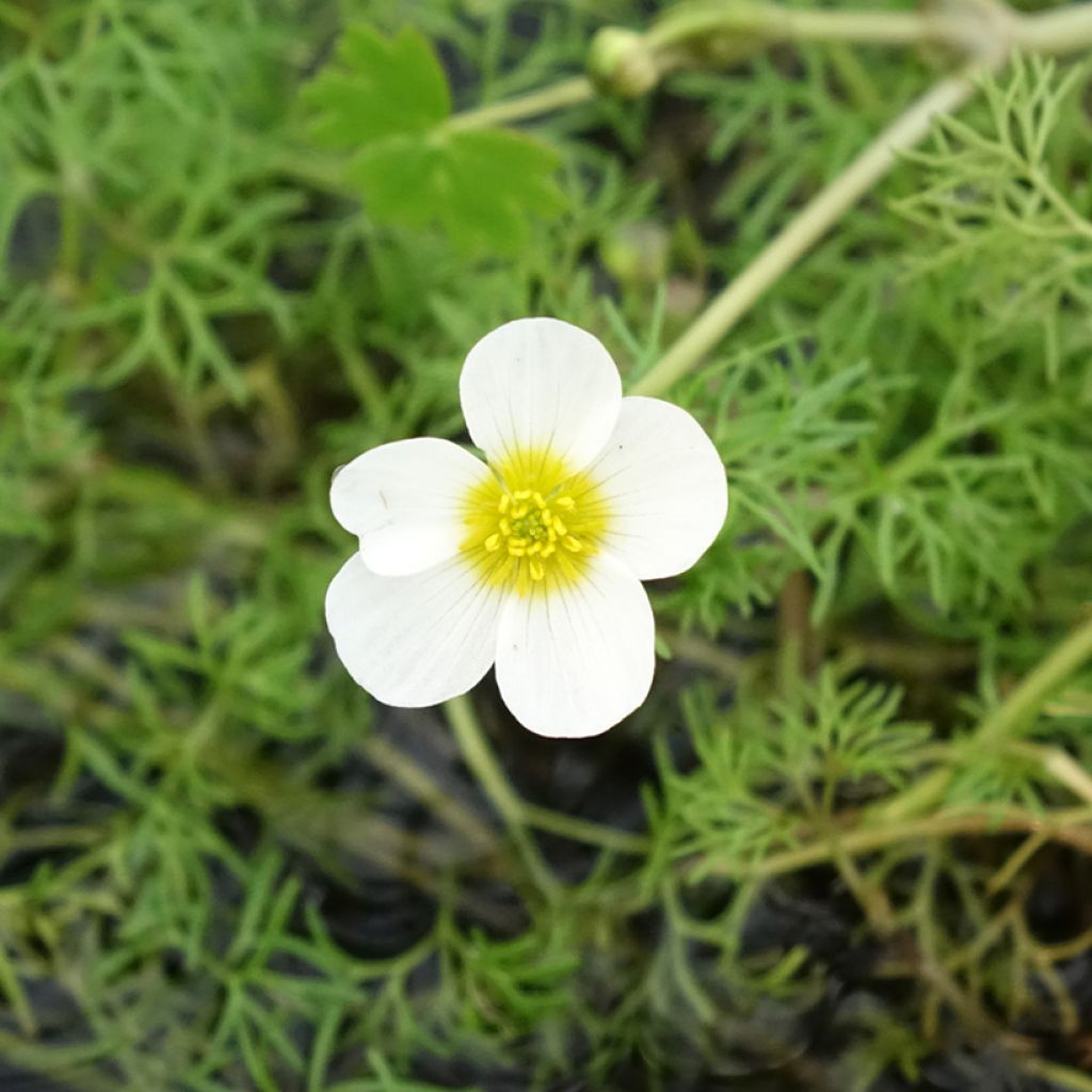 Ranunculus aquatilis - Ranúnculo-de-água