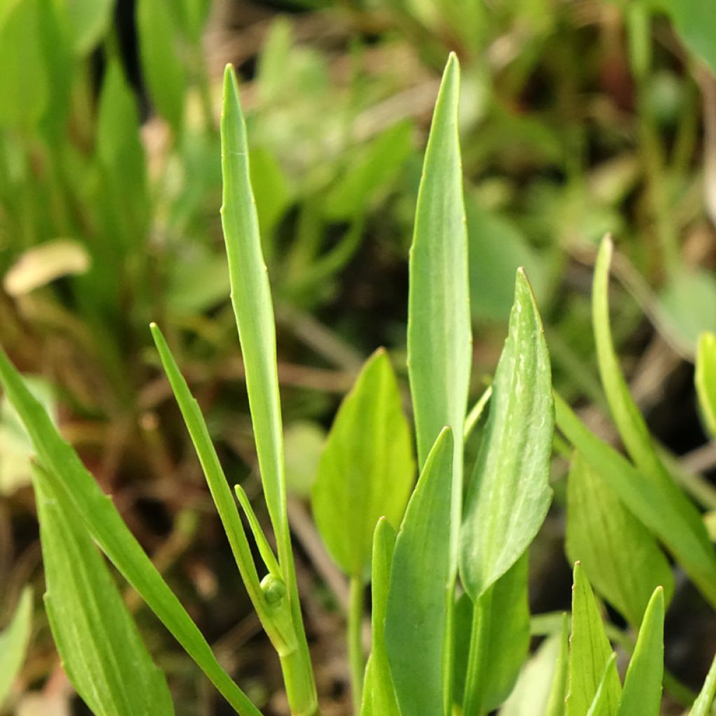 Ranunculus flammula - Ranúnculo-flâmula