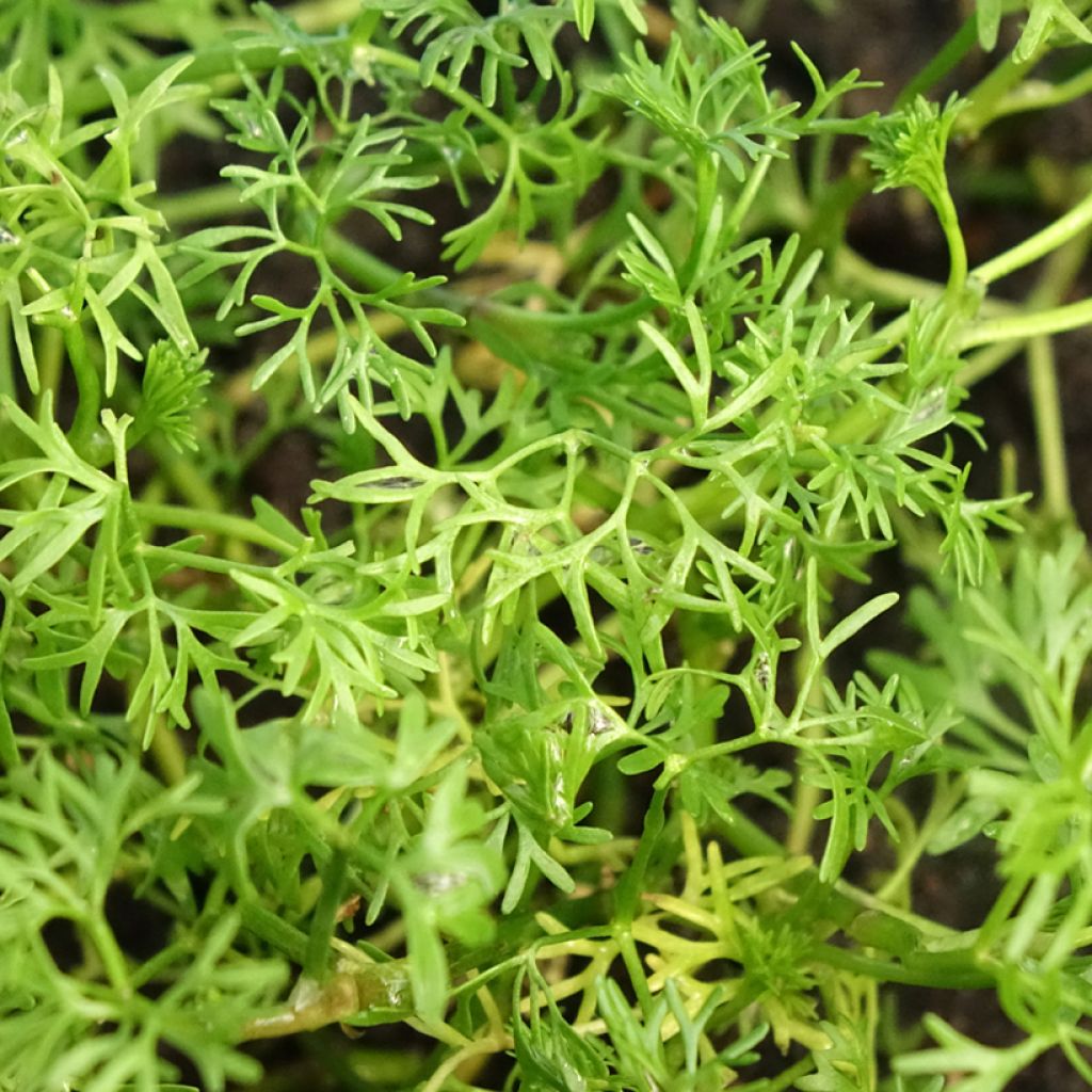 Ranunculus aquatilis - Ranúnculo-de-água