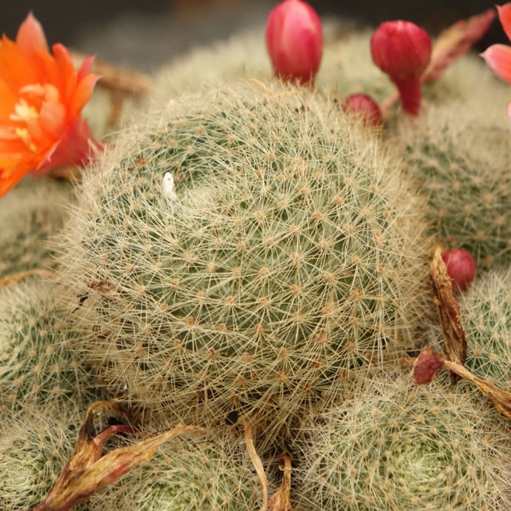 Rebutia sp