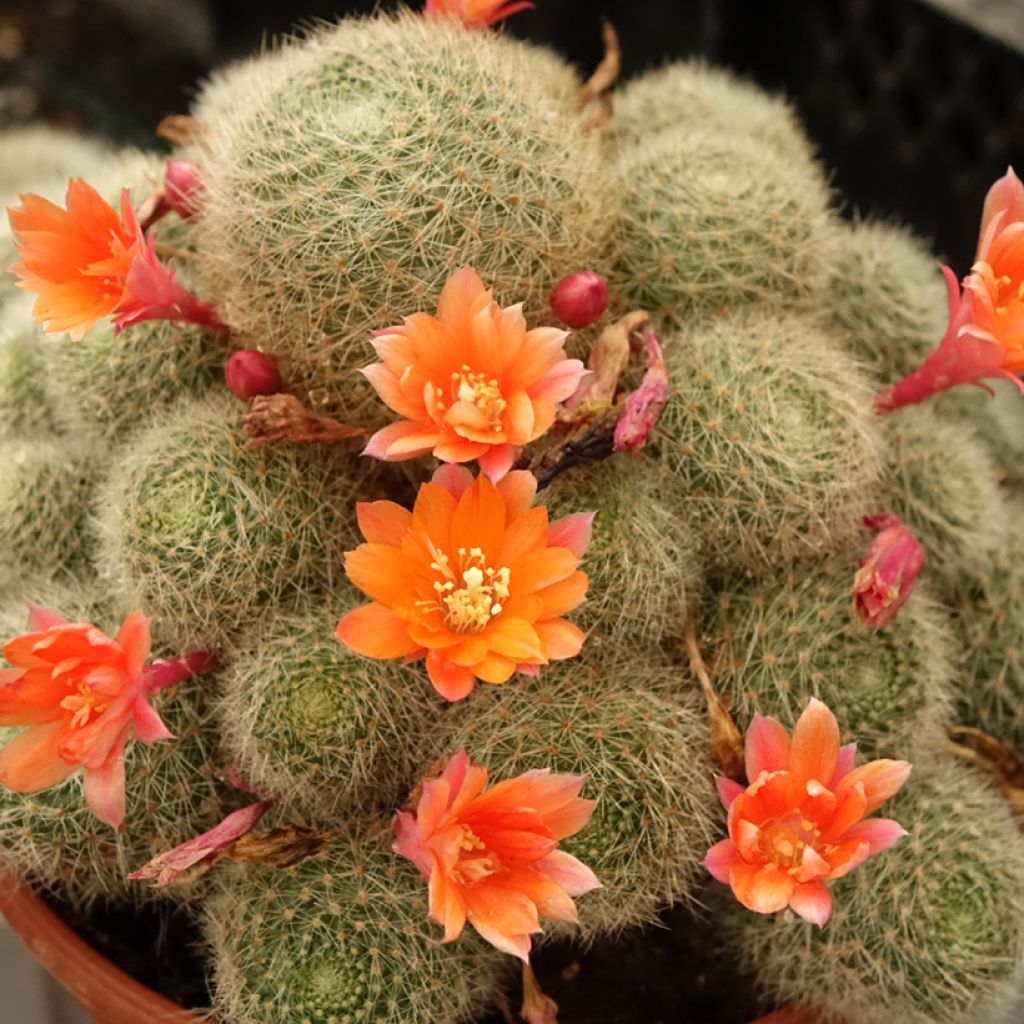 Rebutia sp